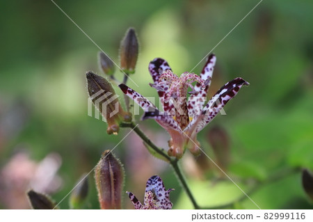 The lesser cuckoo with the flower word of yours, the hidden will forever 82999116