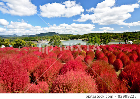 Kokia染成鮮紅色 Kokia染成鮮紅色 82999225