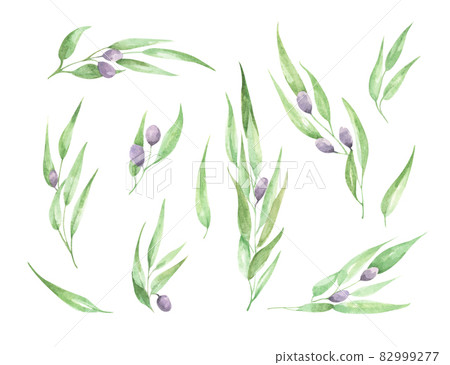 Watercolor olive branch with leaves and fruits. Watercolor olive branch with leaves and fruits. 82999277