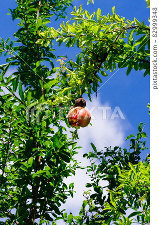 Ripe pomegranate growing on a tree Ripe pomegranate growing on a tree 82999348