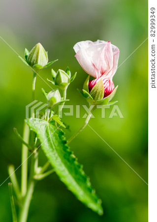 Takazagofuyou 82999349