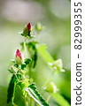 Takazagofuyou no Tsubomi 82999355