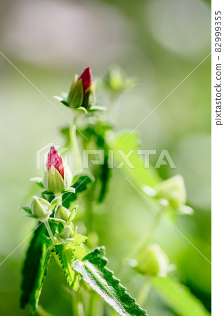 Takazagofuyou no Tsubomi Takazagofuyou no Tsubomi 82999355