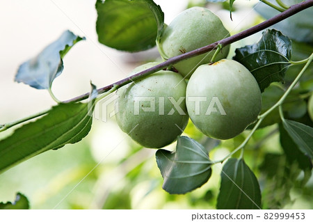 Jujube Jujube 82999453