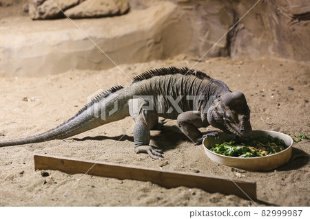 iguana 82999987