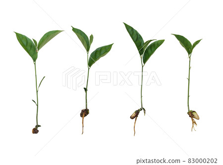 Sapling of Jackfruit isolated on white background. Sapling of Jackfruit isolated on white background. 83000202