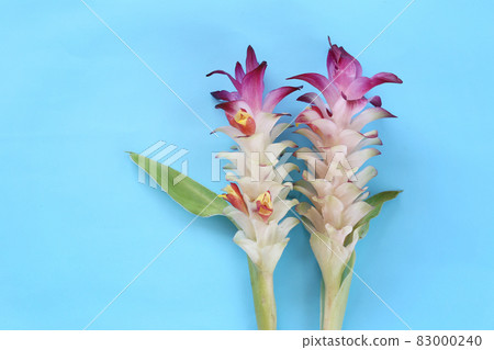 Krachai flower or Curcuma sparganifolia Gagnep in bloom on blue background. Krachai flower or Curcuma sparganifolia Gagnep in bloom on blue background. 83000240