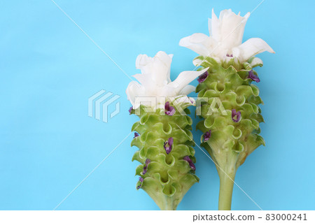 Krachai flower or Curcuma sparganifolia Gagnep in bloom on blue background. Krachai flower or Curcuma sparganifolia Gagnep in bloom on blue background. 83000241