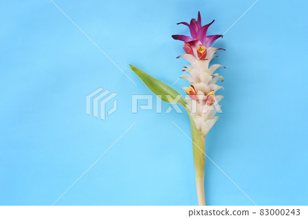 Krachai flower or Curcuma sparganifolia Gagnep in bloom on blue background. 83000243