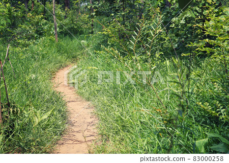Rural Road to the forest with trees. 83000258