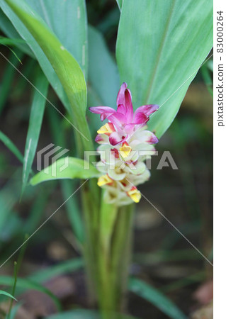 Krachai flower or Curcuma sparganifolia Gagnep bloom in the Rainforest. Krachai flower or Curcuma sparganifolia Gagnep bloom in the Rainforest. 83000264