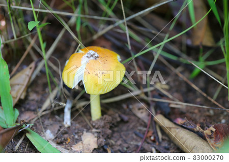 Fresh Yellow Amanita virosa of mushroom to can eat on ground. Fresh Yellow Amanita virosa of mushroom to can eat on ground. 83000270