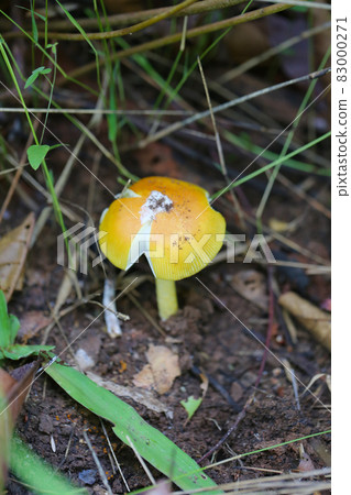 Fresh Yellow Amanita virosa of mushroom to can eat on ground. Fresh Yellow Amanita virosa of mushroom to can eat on ground. 83000271
