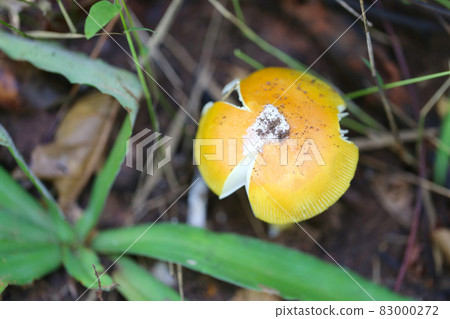 Fresh Yellow Amanita virosa of mushroom to can eat on ground. Fresh Yellow Amanita virosa of mushroom to can eat on ground. 83000272