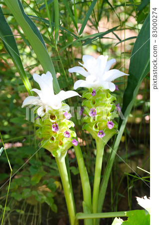 Krachai flower or Curcuma sparganifolia Gagnep bloom in the Rainforest. Krachai flower or Curcuma sparganifolia Gagnep bloom in the Rainforest. 83000274