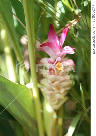 Krachai flower or Curcuma sparganifolia Gagnep bloom in the Rainforest. Krachai flower or Curcuma sparganifolia Gagnep bloom in the Rainforest. 83000277