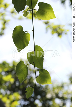 Green Leaf hanging down and light of the sun in the morning shines. 83000278