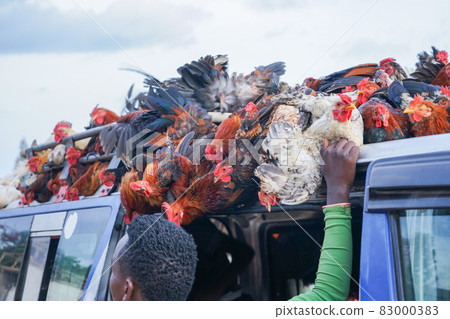埃塞俄比亞貨車裝載雞 83000383