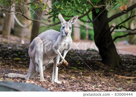 Kangaroo with natural background in Perth Kangaroo with natural background in Perth 83000444