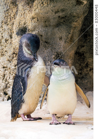Penguins in the wildlife park in Perth 83000448