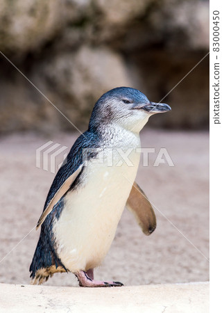 Penguins in the wildlife park in Perth 83000450