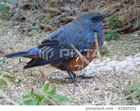 February blue rock thrush that came to the feeding ground February blue rock thrush that came to the feeding ground 83000562