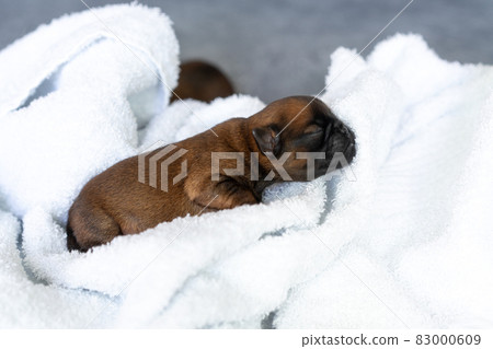 a sleeping newborn puppy of the Brussels Griffon breed of red color lies on a white background with closed eyes 83000609