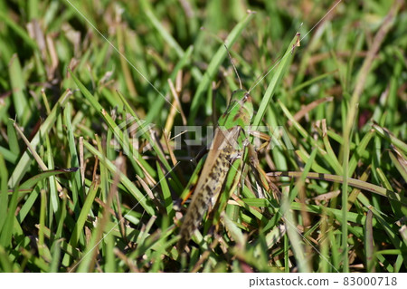 Locust Locust 83000718
