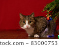 funny pet cat peeking out from under the branch of a Christmas tree on a red background 83000753