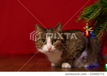 funny pet cat peeking out from under the branch of a Christmas tree on a red background 83000753