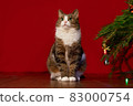 funny pet cat sitting next to a Christmas tree on a red background, copy space 83000754