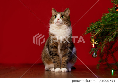 funny pet cat sitting next to a Christmas tree on a red background, copy space 83000754