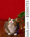 cute cat sitting next to branches of fir tree christmas tree on red christmas background, looking up 83000755