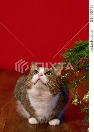 cute cat sitting next to branches of fir tree christmas tree on red christmas background, looking up 83000755