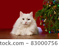 cute white cat lies under a Christmas tree on a red background, background for a new year card 83000756