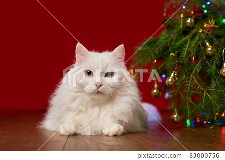 cute white cat lies under a Christmas tree on a red background, background for a new year card 83000756