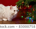 funny pet white cat looks under the branches of a Christmas tree on a red background 83000758