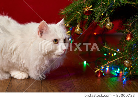 funny pet white cat looks under the branches of a Christmas tree on a red background 83000758