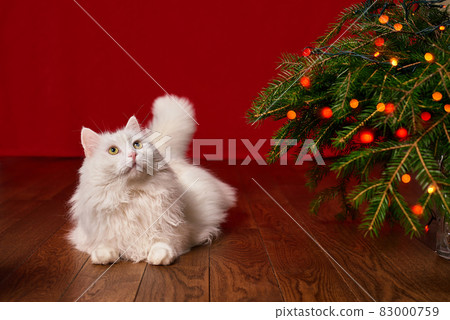 cute white cat lies under a Christmas tree on a red background, background for a new year card 83000759