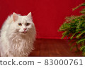 funny pet white cat stuck out his tongue on red christmas background, fir branches christmas tree 83000761