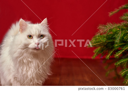 funny pet white cat stuck out his tongue on red christmas background, fir branches christmas tree 83000761