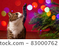 funny pet cat looking at colored lights bokeh on red christmas background 83000762