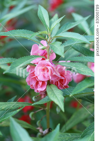 Pink Garden Balsam or Rose Balsam. Pink Garden Balsam or Rose Balsam. 83000789