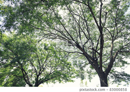 View under big tree in the garden. View under big tree in the garden. 83000858
