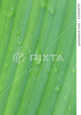 Bright green leaves and have droplet water in the morning air. Bright green leaves and have droplet water in the morning air. 83000859