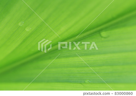 Bright green leaves and have droplet water in the morning air. Bright green leaves and have droplet water in the morning air. 83000860