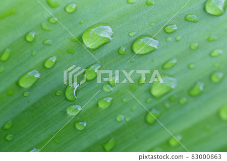 Bright green leaves and have droplet water in the morning air. Bright green leaves and have droplet water in the morning air. 83000863