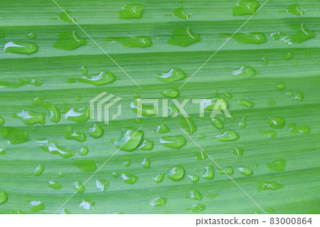 Bright green leaves and have droplet water in the morning air. Bright green leaves and have droplet water in the morning air. 83000864