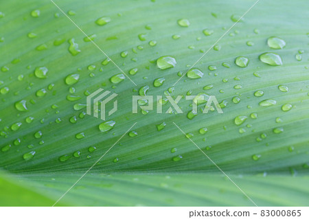 Bright green leaves and have droplet water in the morning air. Bright green leaves and have droplet water in the morning air. 83000865