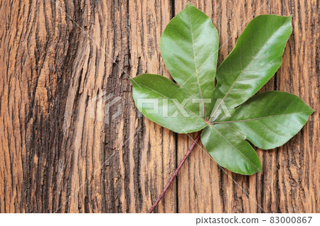 Five-pointed green leaves on brown wooden background. 83000867